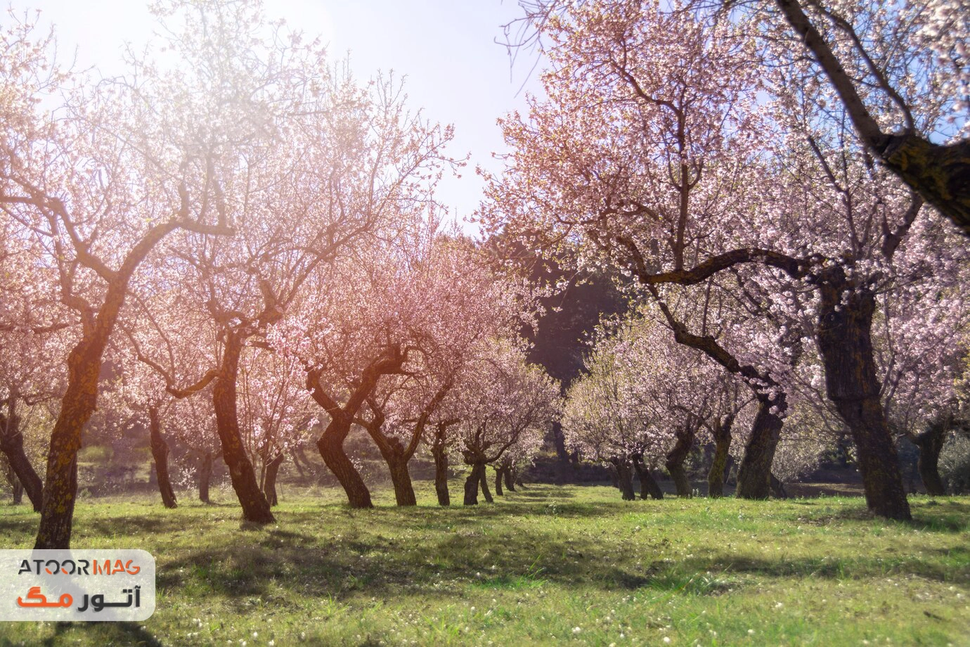 آنچه کمتر کسی در مورد نوروز می داند