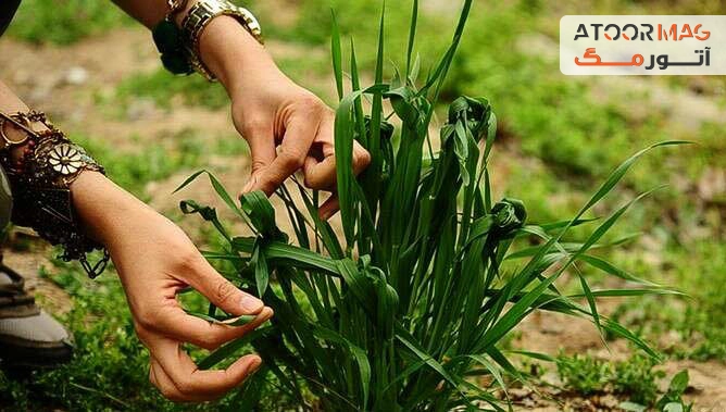 جشنواره آغاز بهار: با سیزده بدر سال را آغاز می کنیم